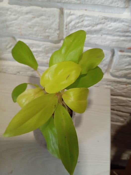 Продаж кімнатних рослин