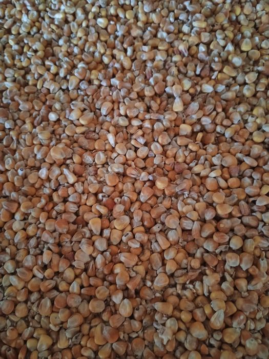 Kukurydza suchą tegoroczna kury świnie pasza zboże