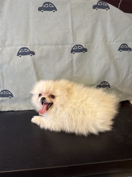 Spitz Alemão Branquinho Pequenino