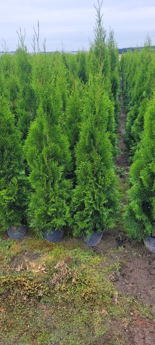 Tuja Smaragd 120 cm tuje szmaragd 80 brabant thuja 120 czestochochowa