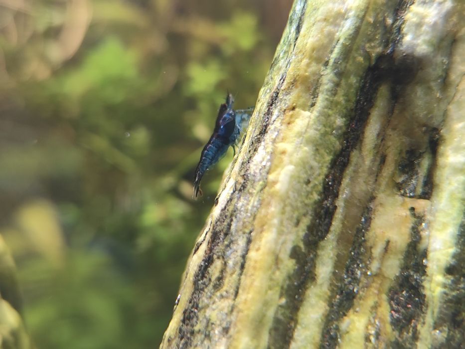 krewetki Blue Velvet
5 szt/25zl 
10 szt/45 zł 
K
