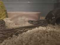 Wąż zbożowy samiec Anery Tessera het Scaleless.