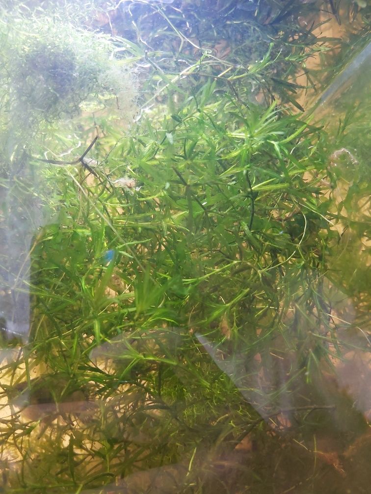 Najas guadalupensis-roślina akwariowa