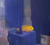 Peixe yellow gobio
