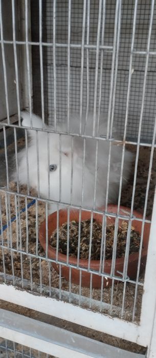 Coelhos anões novos