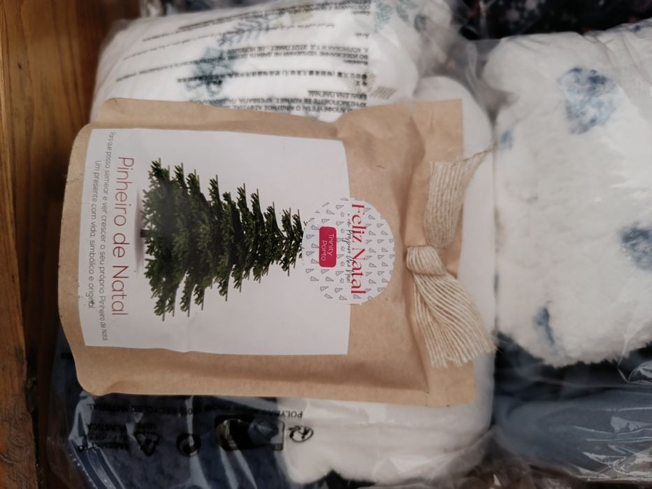 Pinheiro de Natal para plantar
