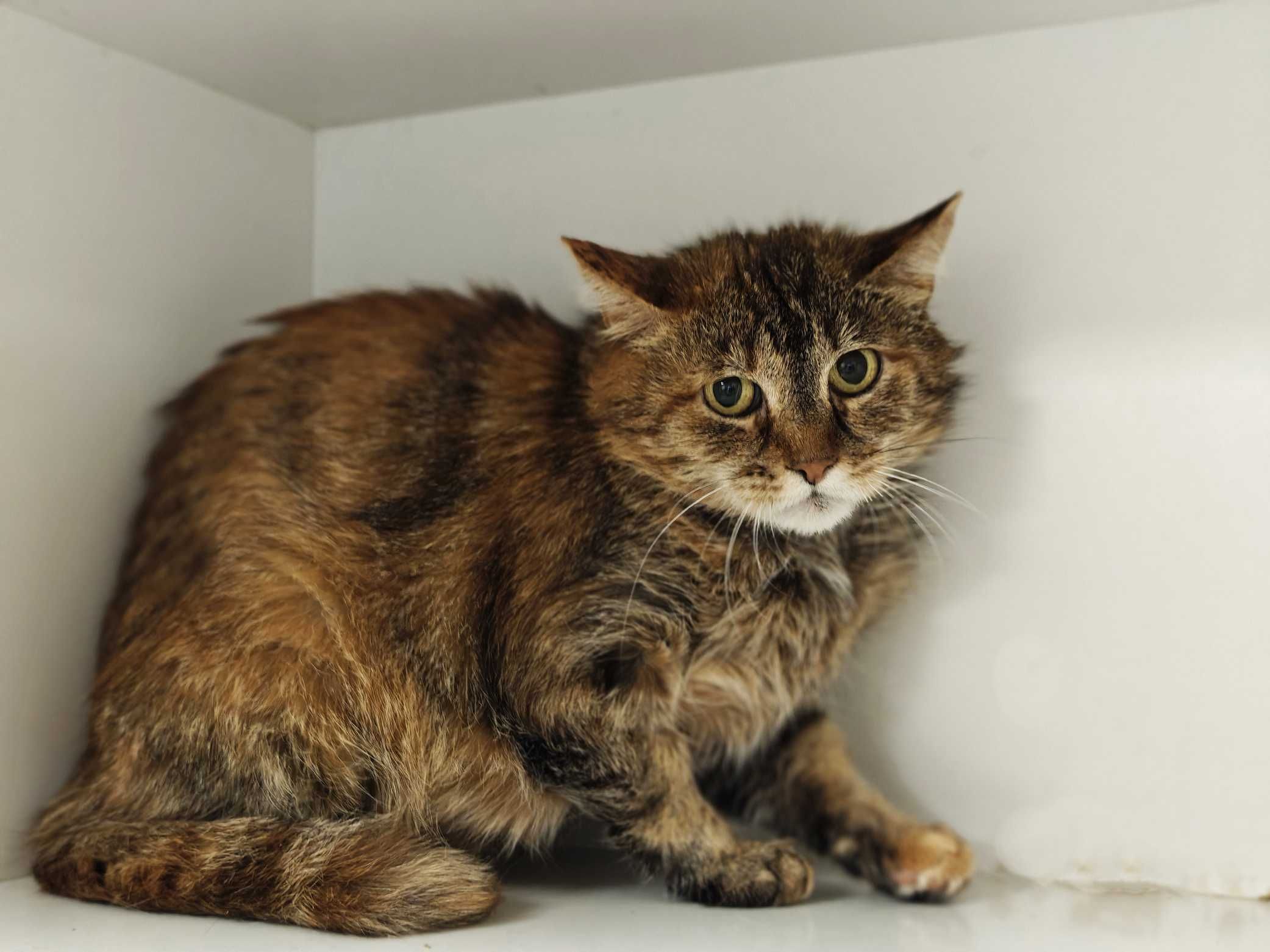 Джесі 1,5роки, шукає сім`ю, кот котенок кіт кішка кошеня кошка