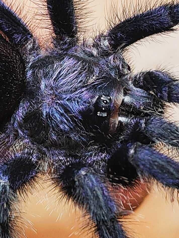 Avicularia purpurea L1