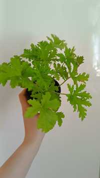 Anginka, geranium, pelargonia