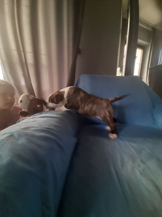 Bulterier standardowy