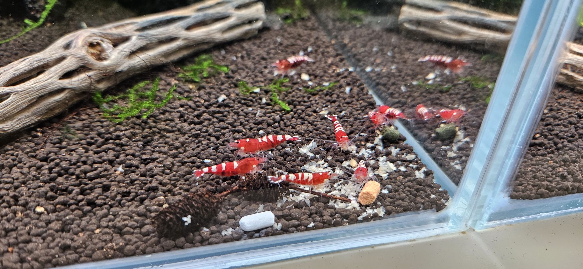 Caridinas Camarões/Shrimp