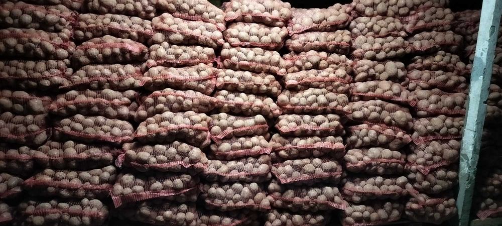 Ziemniaki jadalne Vineta, Wineta