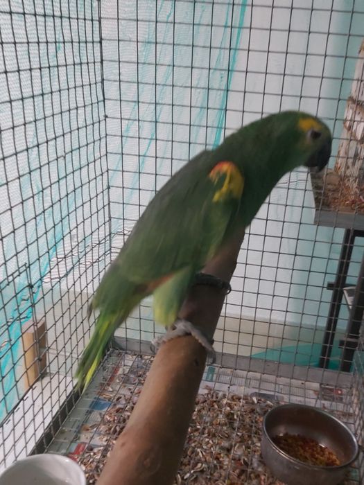 Papagaios amazonas  xantoperix