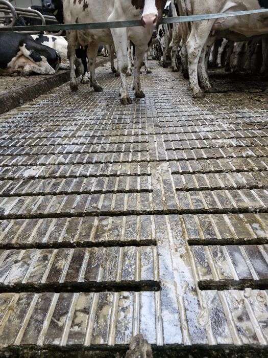 Nacinanie posadzek, ruszt betonowych, frezowanie obory, obora