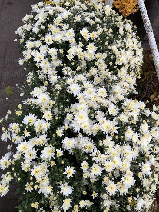 Продам хризантему різну, бересклет, самшит, хризантему різну, хости