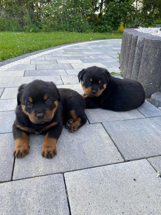 Szczeniak Rottweiler