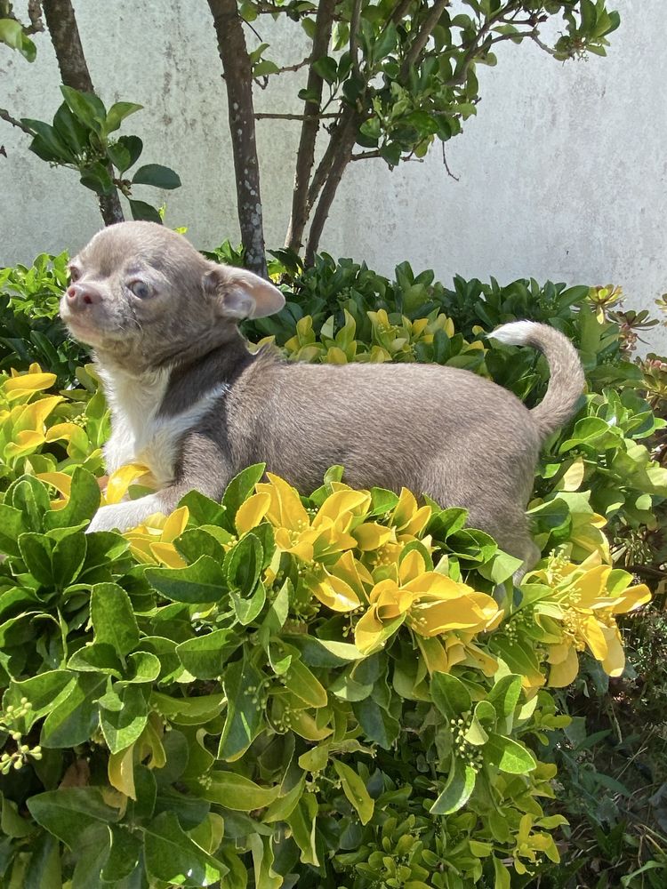 Chihuahua. macho super top