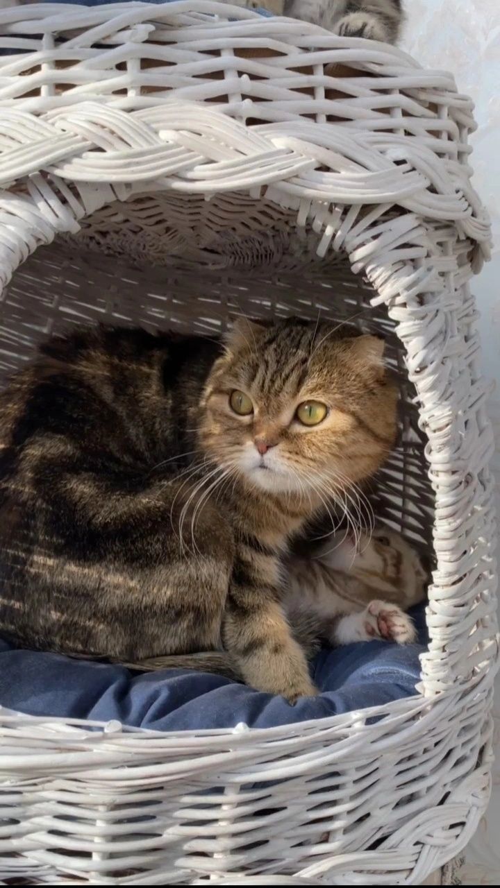 Шотландские котята