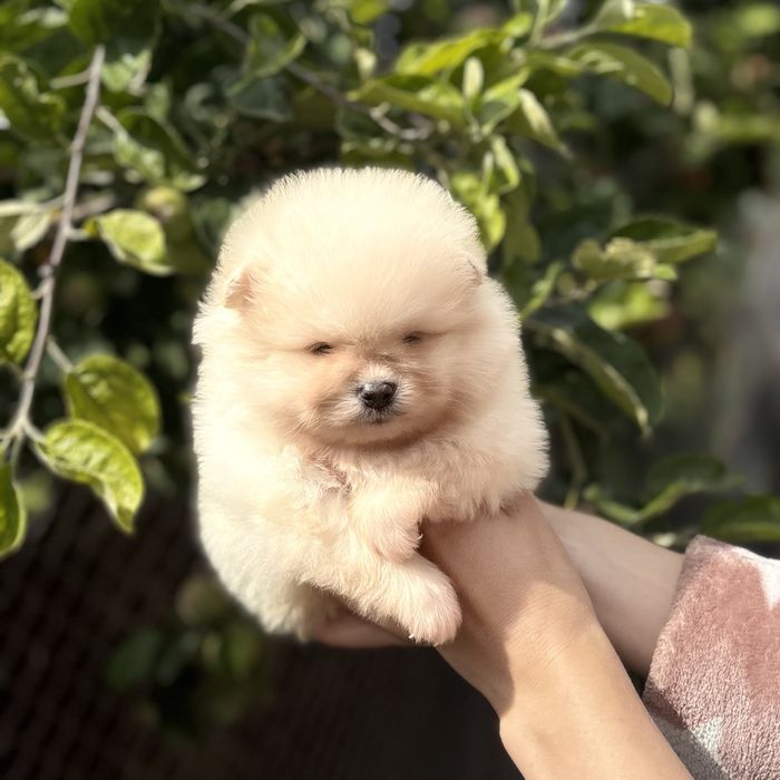 чудова дівчинка шоу классу