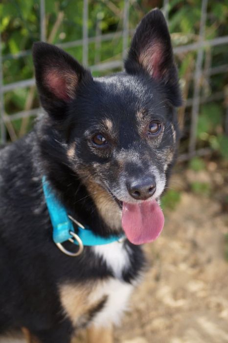 Zwykły- niezwykły pies. Adoptuj Frediego