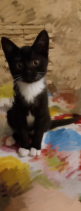 Oddam kotke za darmo