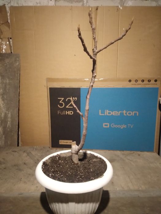 Саджанці інжиру різних сортів