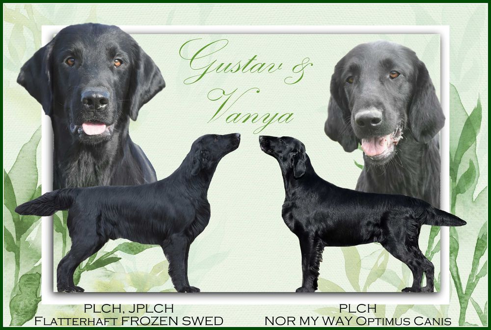 FLAT COATED RETRIEVER - czarny chłopczyk gotowy na nowy dom