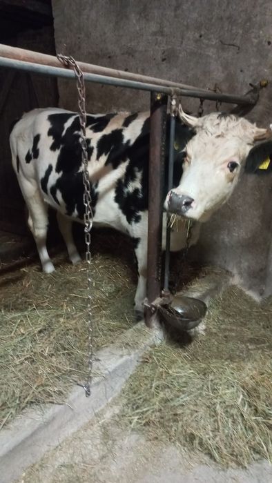 Jałówka  wysokocielna