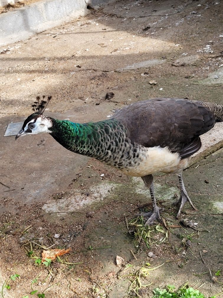 Casal de Pavões azuis