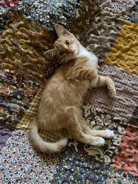 Отдам котенка рыженький мальчик