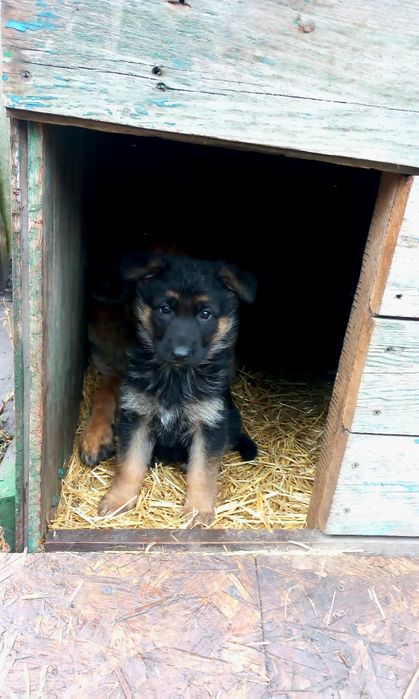 Щенки немецкой овчарки