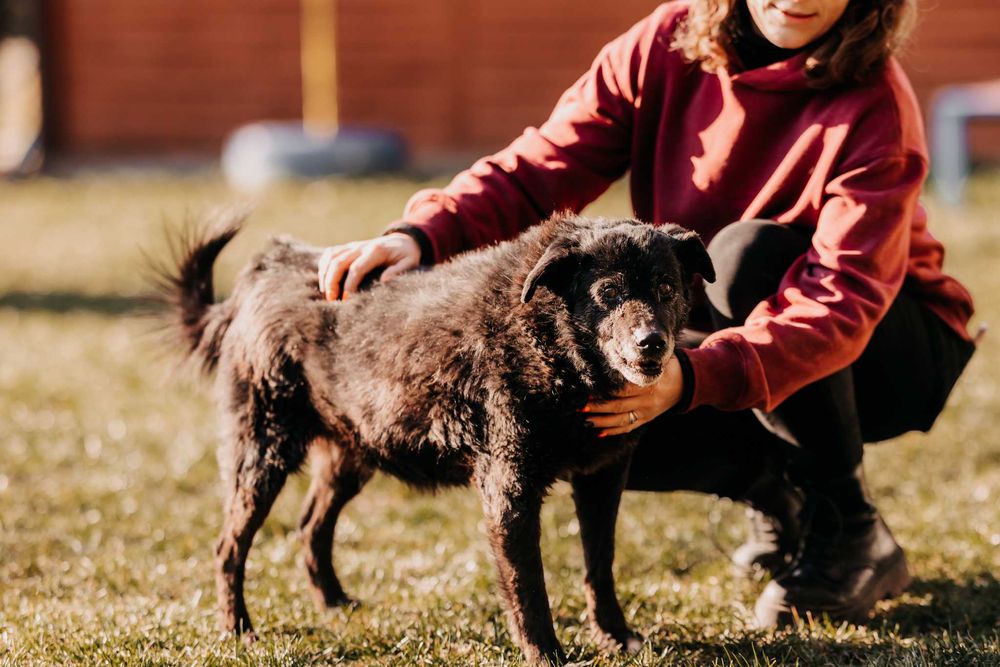 Bari - większość życia spędził w schronisku, nie traci nadziei