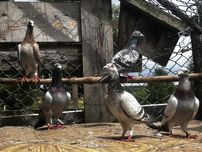 Gołębie pocztowe z obrączkami