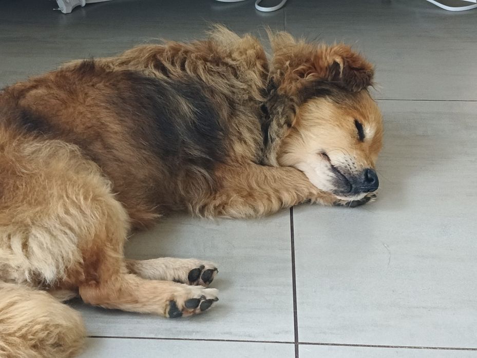Kapi pies do adopcji niewidomy śliczny