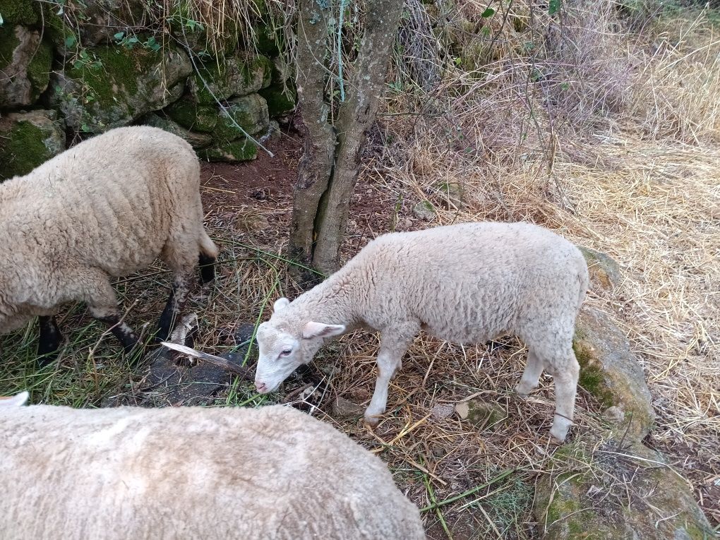 Borrego nascido em março
