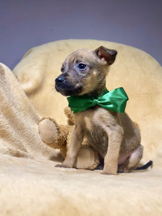 Харизматичний цуцик шукає дім