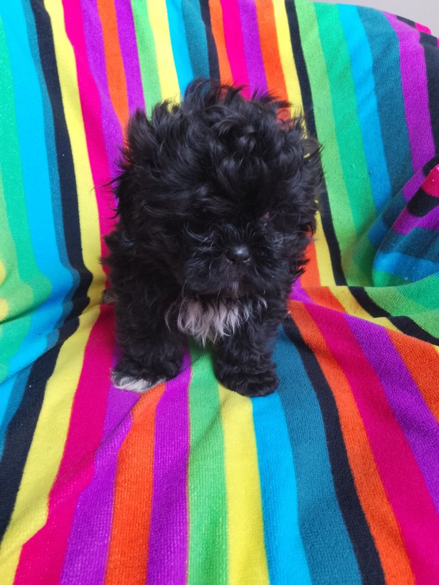 Piesek Shihpoo Shihtzu Pudel Toy