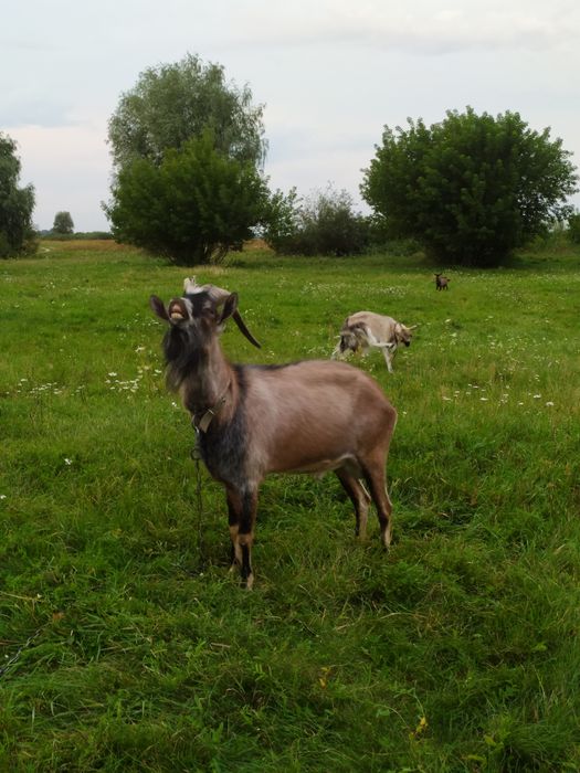 Продам козла альпійця.
