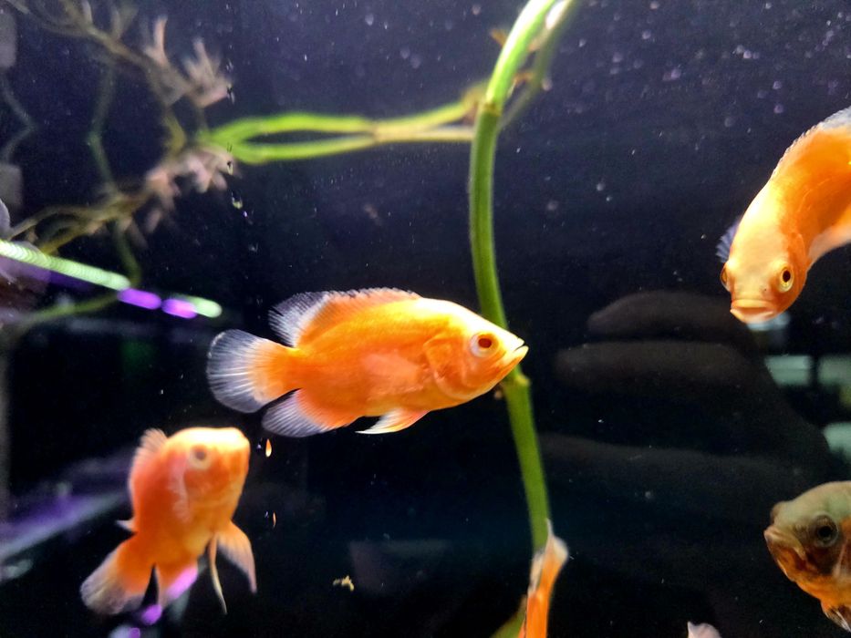 Pielęgnica pawiooka red albino/ red chili