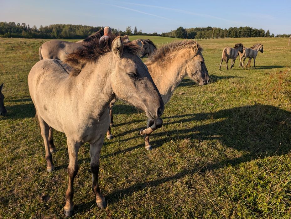 Sprzedam klacze programowe konika polskiego