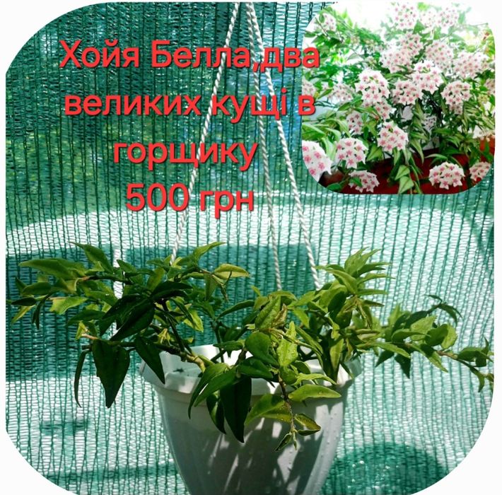 Хойя Матильда Сплеш, Хойя Белла, Хойя Карноза Хоя Карноза, розпродаж!