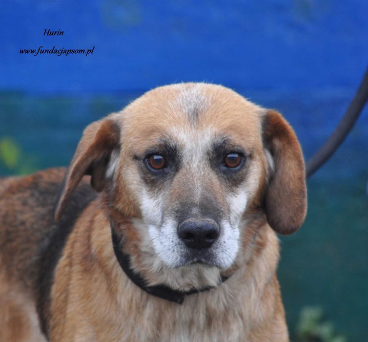 Hurin szuka właściciela