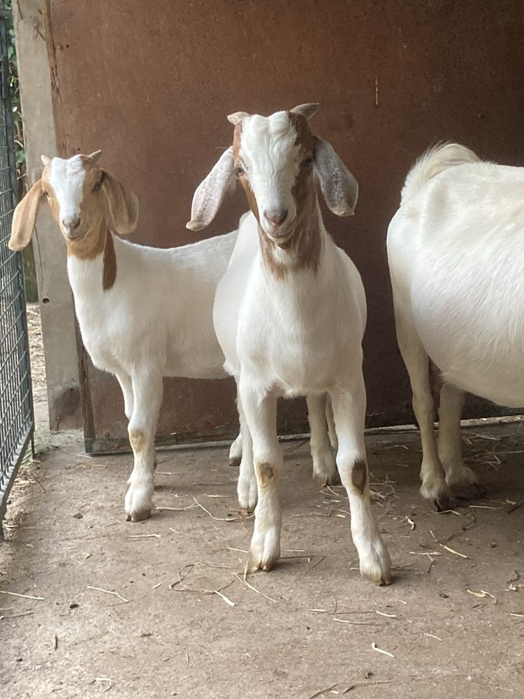 Cabrito Boer puro