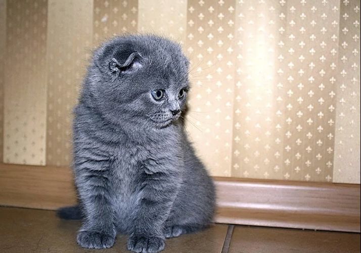 Продам чудесного котенка