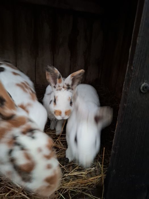 Młode króliki rex trojbarwny