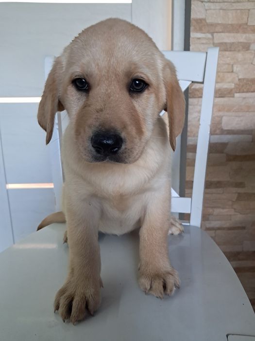 Szczeniak rasy labrador retriever