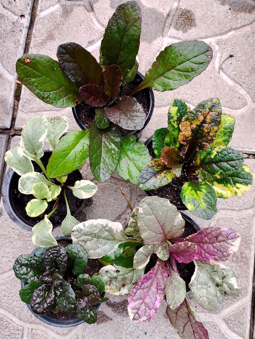 Продам набор растений для тени