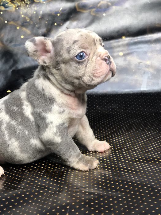 Елітні цуценята французького бульдога