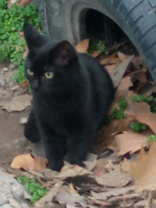 Віддамо в хороші руки котика і кицю.