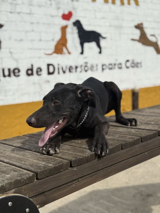Dou uma cadela e um cao  urgente